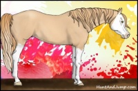 Horse Color:Gold Champagne Splash 
