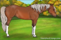 Horse Color:Silver Bay 