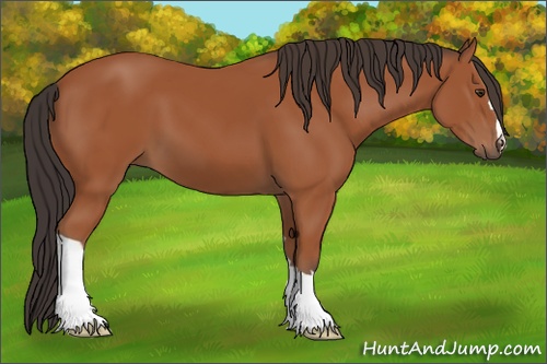 Horse Color: Bay 