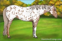 Horse Color:Chestnut Appaloosa 