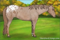 Horse Color:Chestnut Appaloosa 