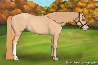 Horse Color:Gold Champagne 