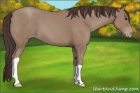 Horse Color:Classic Champagne 