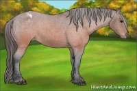 Horse Color:Brown Appaloosa 
