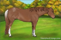 Horse Color:White Spotted Chestnut Sabino 