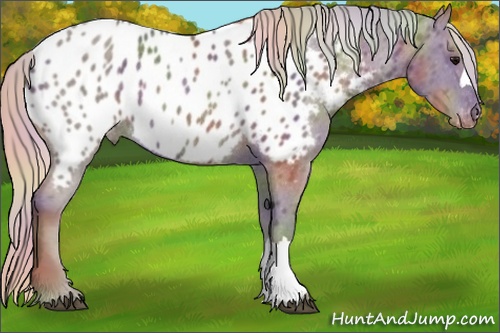 Horse Color: Nacre Silver Black Blanket Rabicano 
