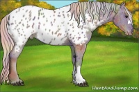 Horse Color:Nacre Silver Black Appaloosa Rabicano 