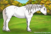 Horse Color:White Spotted Silver Black Splash Frame Appaloosa 