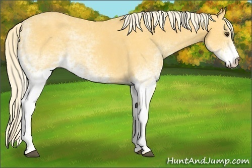 Horse Color: Unknown 