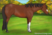 Horse Color:Bay 
