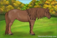 Horse Color:Chestnut Sabino