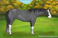 Horse Color:Blue Roan Splash 