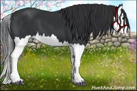 Horse Color:Black Splash 