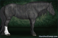 Horse Color:Black  Brindle