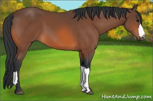 Horse Color: Bay 