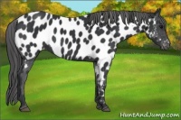 Horse Color:Black Near Leopard 