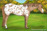 Horse Color:Chestnut Appaloosa 