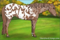 Horse Color:Chestnut Appaloosa 