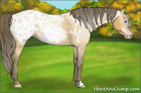 Horse Color:Gray Amber Cream Champagne Appaloosa 