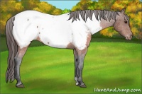 Horse Color:Brown Appaloosa 