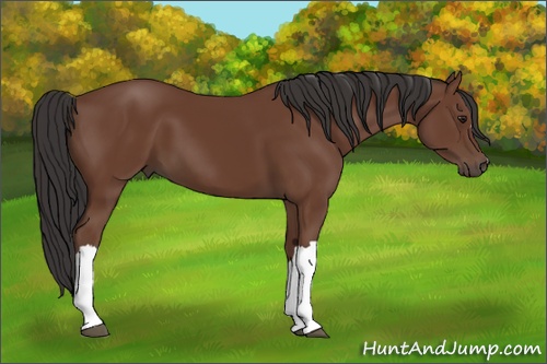 Horse Color: Bay 