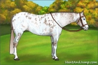 Horse Color:Gray Chestnut Splash Near Leopard 