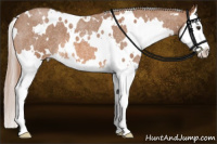 Horse Color:White Spotted Red Roan Splash