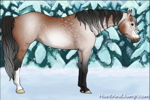 Horse Color:Gray Bay