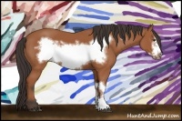Horse Color:Bay Frame 