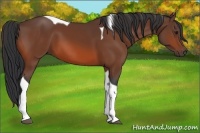 Horse Color:Bay Tobiano 