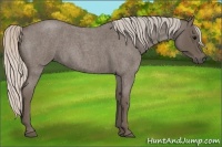 Horse Color:Silver Blue Roan 