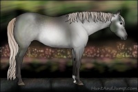Horse Color:Gray Silver Black 