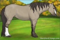 Horse Color:Smoky Grullo 