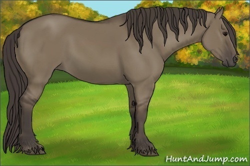 Horse Color: Unknown 