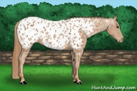 Horse Color:Chestnut Near Leopard 