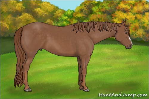 Horse Color: Chestnut 