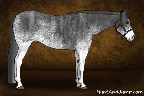 Horse Color:White Spotted Blue Roan Rabicano  Brindle