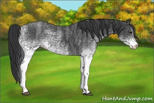 Horse Color: White Spotted Blue Roan Rabicano  Brindle