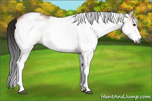 Horse Color:Unknown 