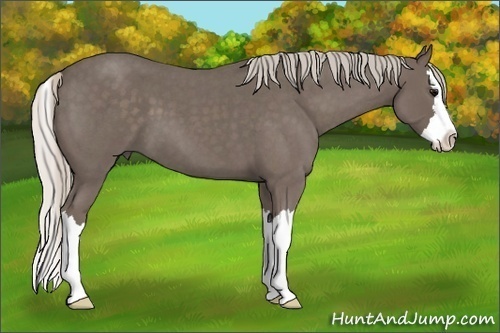 Horse Color: Silver Blue Roan Splash 