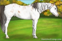 Horse Color:Bay Sabino Splash Blanket 