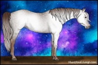 Horse Color:Gray Chestnut 