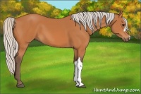 Horse Color:Silver Bay 