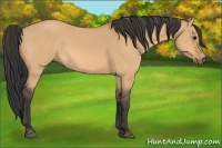 Horse Color:Bay Dun 
