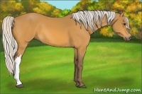 Horse Color:Silver Buckskin 