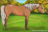 Horse Color:Silver Bay 