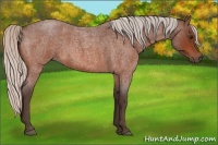 Horse Color:Silver Bay Roan