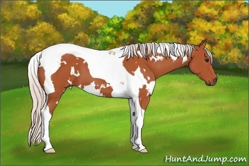 Horse Color: White Spotted Silver Bay Tobiano 