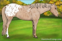 Horse Color:Chestnut Appaloosa