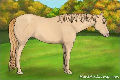 Horse Color: Gold Champagne 